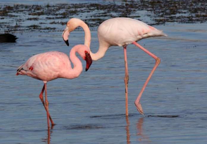 Flamingo Palms Daire Table View Dış mekan fotoğraf